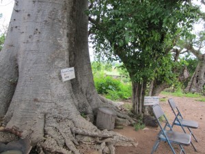 Article : Togo:  Des arbres séculaires de Kanté donnent naissance à un jardin botanique