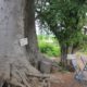 Article : Togo:  Des arbres séculaires de Kanté donnent naissance à un jardin botanique