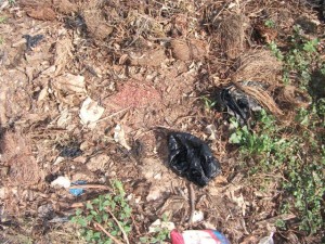 Article : Je suis la fourmili&egrave;re de dagnouin